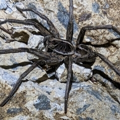 Tasmanicosa sp. (genus) (Tasmanicosa wolf spider) at Watson, ACT - 24 Mar 2023 by sbittinger