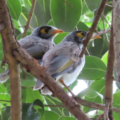Manorina melanocephala (Noisy Miner) at Brisbane City, QLD - 28 Mar 2023 by MatthewFrawley
