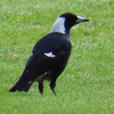 Gymnorhina tibicen (Australian Magpie) at Brisbane City, QLD - 27 Mar 2023 by MatthewFrawley