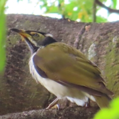 Entomyzon cyanotis (Blue-faced Honeyeater) at Brisbane City, QLD - 28 Mar 2023 by MatthewFrawley