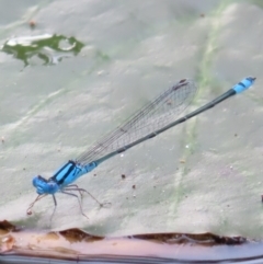 Unidentified Damselfly (Zygoptera) at Brisbane City, QLD - 27 Mar 2023 by MatthewFrawley