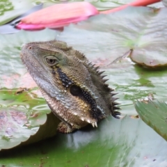 Intellagama lesueurii lesueurii (Eastern Water Dragon) at Brisbane City, QLD - 27 Mar 2023 by MatthewFrawley