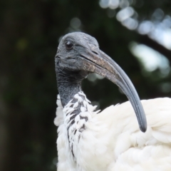 Threskiornis molucca (Australian White Ibis) at Brisbane City, QLD - 27 Mar 2023 by MatthewFrawley