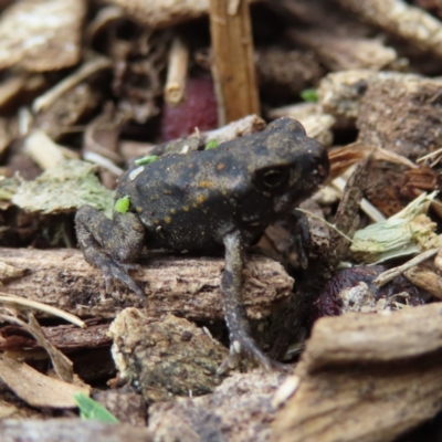 Rhinella marina at Brisbane City, QLD - 28 Mar 2023 by MatthewFrawley