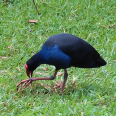 Porphyrio melanotus (Australasian Swamphen) at Brisbane City, QLD - 27 Mar 2023 by MatthewFrawley