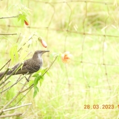 Anthochaera chrysoptera (Little Wattlebird) at Oakdale, NSW - 27 Mar 2023 by bufferzone