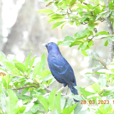 Ptilonorhynchus violaceus (Satin Bowerbird) at Oakdale, NSW - 27 Mar 2023 by bufferzone