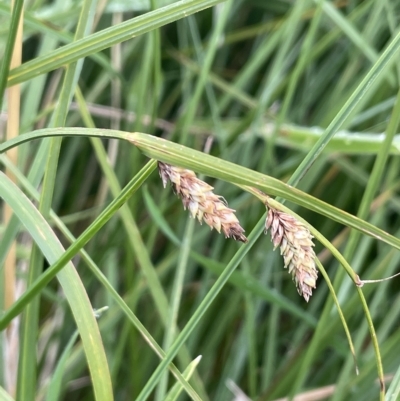 Carex gaudichaudiana (Fen Sedge) at Tennent, ACT - 26 Mar 2023 by JaneR