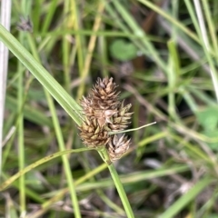 Carex inversa (Knob Sedge) at Cotter River, ACT - 26 Mar 2023 by JaneR