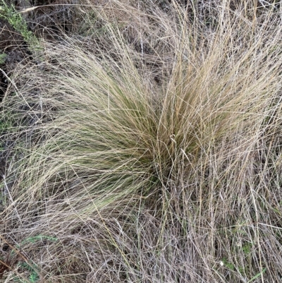 Nassella trichotoma (Serrated Tussock) at Watson, ACT - 27 Mar 2023 by waltraud