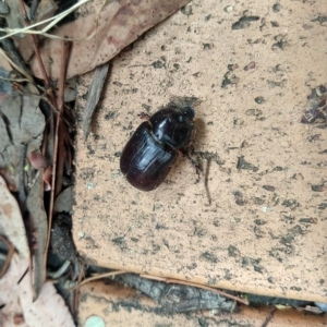 Dasygnathus sp. (genus) at Greenleigh, NSW - 22 Mar 2023 02:00 PM