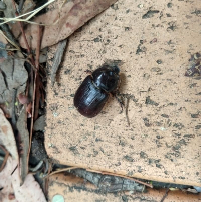 Dasygnathus sp. (genus) (Rhinoceros beetle) at Greenleigh, NSW - 22 Mar 2023 by LyndalT