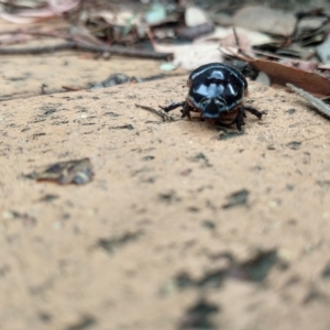 Dasygnathus sp. (genus) at Greenleigh, NSW - 22 Mar 2023