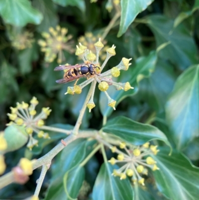 Vespula germanica (European wasp) at Hackett, ACT - 24 Mar 2023 by waltraud