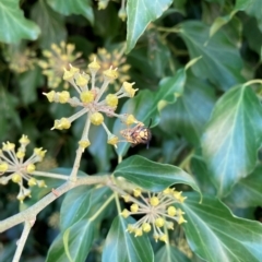 Vespula germanica at Hackett, ACT - 24 Mar 2023 12:37 PM