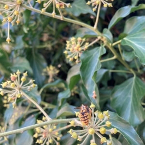 Vespula germanica at Hackett, ACT - 24 Mar 2023 12:37 PM