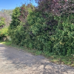 Hedera sp. (helix or hibernica) (Ivy) at Hackett, ACT - 24 Mar 2023 by waltraud