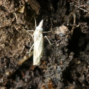 Culladia cuneiferellus at Charleys Forest, NSW - 27 Mar 2023