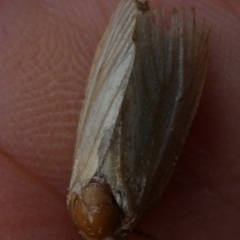 Lymantriinae (subfamily) at Charleys Forest, NSW - suppressed