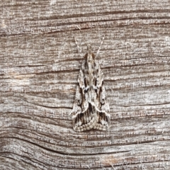 Scoparia oxygona (A Pyralid moth) at Yass River, NSW - 27 Mar 2023 by SenexRugosus