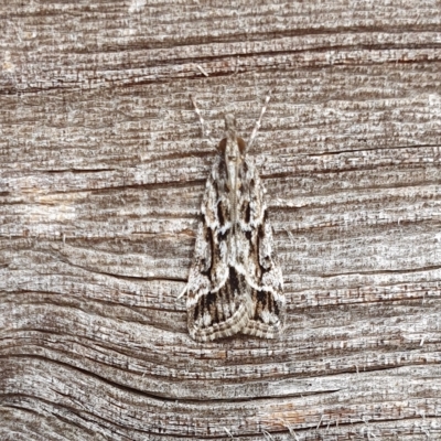 Scoparia oxygona (A Pyralid moth) at Rugosa - 26 Mar 2023 by SenexRugosus