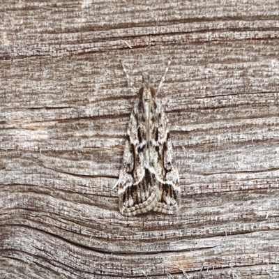 Scoparia oxygona (A Pyralid moth) at Yass River, NSW - 27 Mar 2023 by SenexRugosus