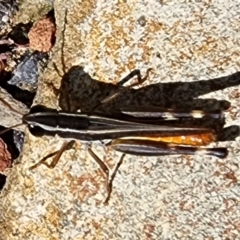 Macrotona australis (Common Macrotona Grasshopper) at Gundaroo, NSW - 28 Mar 2023 by Gunyijan