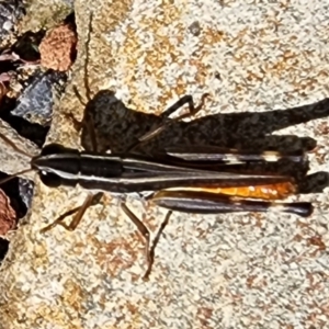 Macrotona australis at Gundaroo, NSW - 28 Mar 2023