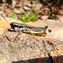 Macrotona australis at Gundaroo, NSW - 28 Mar 2023