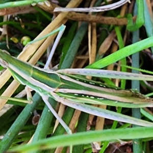 Acrida conica at Gundaroo, NSW - 28 Mar 2023 11:33 AM