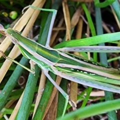 Acrida conica at Gundaroo, NSW - 28 Mar 2023