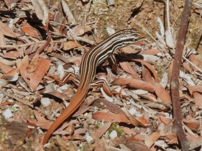 Ctenotus taeniolatus (Copper-tailed Skink) at Coree, ACT - 28 Mar 2023 by JohnBundock