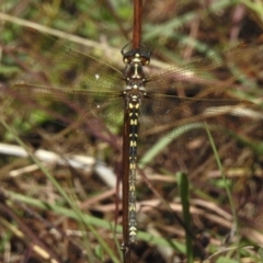 Synthemis eustalacta (Swamp Tigertail) at Coree, ACT - 28 Mar 2023 by JohnBundock