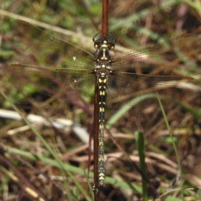 Synthemis eustalacta (Swamp Tigertail) at Coree, ACT - 28 Mar 2023 by JohnBundock