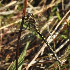 Synthemis eustalacta at Uriarra Village, ACT - 28 Mar 2023 10:43 AM