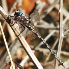 Austroaeschna multipunctata (Multi-spotted Darner) - 28 Mar 2023 by JohnBundock
