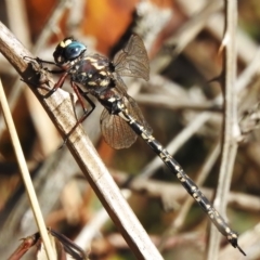 Austroaeschna multipunctata (Multi-spotted Darner) at Undefined Area - 27 Mar 2023 by JohnBundock