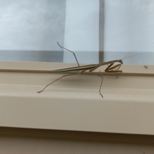 Tenodera australasiae at Duffy, ACT - 28 Mar 2023