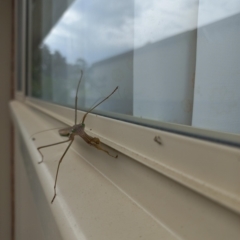 Tenodera australasiae at Duffy, ACT - 28 Mar 2023