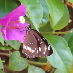 Euploea corinna (Common Crow Butterfly, Oleander Butterfly) at South Brisbane, QLD - 28 Mar 2023 by MatthewFrawley