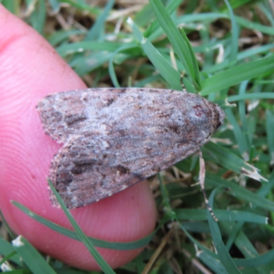 Spodoptera mauritia (Lawn Armyworm) at South Brisbane, QLD - 28 Mar 2023 by MatthewFrawley