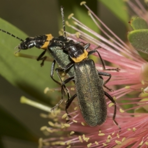 Chauliognathus lugubris at Higgins, ACT - 28 Mar 2023