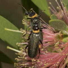 Chauliognathus lugubris at Higgins, ACT - 28 Mar 2023