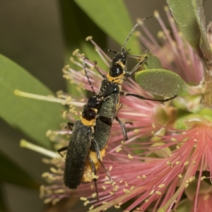 Chauliognathus lugubris at Higgins, ACT - 28 Mar 2023