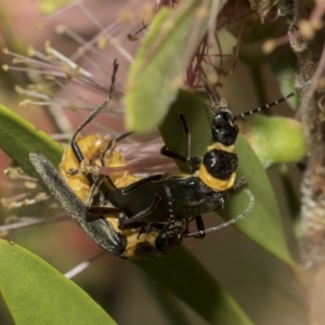 Chauliognathus lugubris at Higgins, ACT - 28 Mar 2023