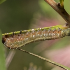 Pterygophorus sp. (genus) (Long-tailed Sawfly) at Higgins, ACT - 27 Mar 2023 by AlisonMilton