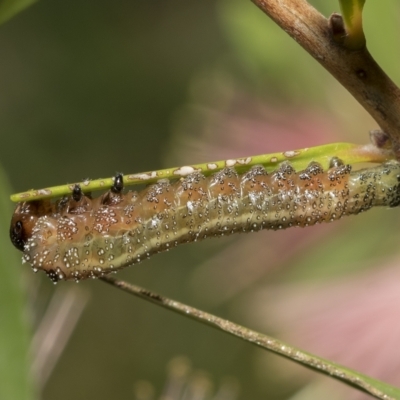 Pterygophorus sp. (genus) (Long-tailed Sawfly) at Higgins, ACT - 27 Mar 2023 by AlisonMilton