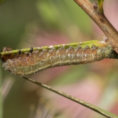 Pterygophorus sp. (genus) at Higgins, ACT - 27 Mar 2023