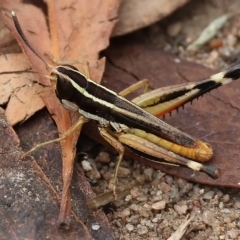 Macrotona australis (Common Macrotona Grasshopper) at West Wodonga, VIC - 25 Mar 2023 by KylieWaldon