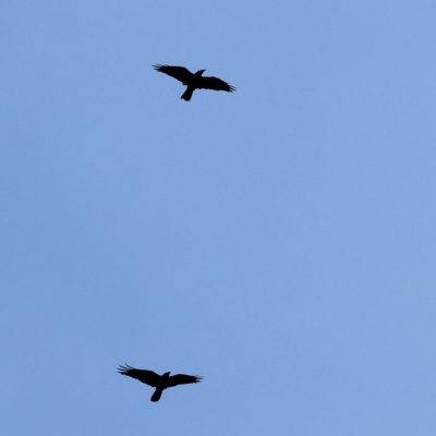 Corvus coronoides (Australian Raven) at West Wodonga, VIC - 25 Mar 2023 by KylieWaldon